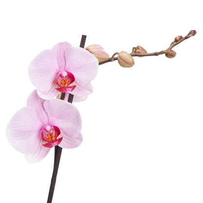 GoodHome enstammet orkidé 12 cm