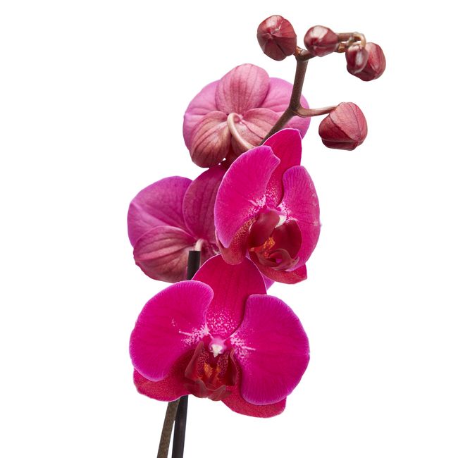 GoodHome enstammet orkidé 12 cm