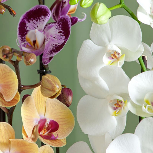 GoodHome enkeltblomstret orkidé 12 cm blå