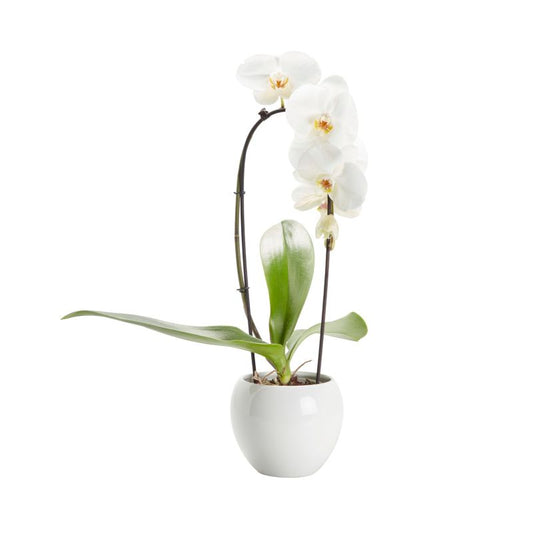 GoodHome fler-stammet orkidé i 14 cm keramisk potte