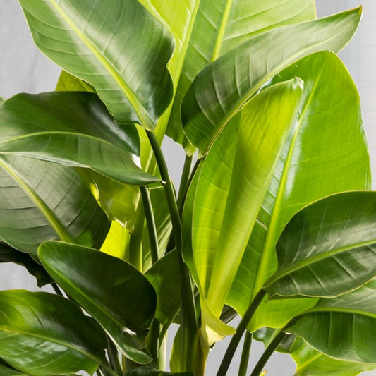 Strelitzia Nicolai Verve 21 cm
