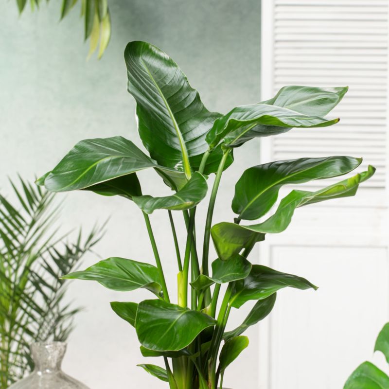 Strelitzia Nicolai Verve 21 cm