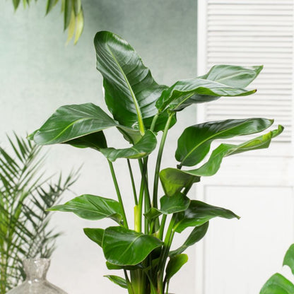 Strelitzia Nicolai Verve 21 cm