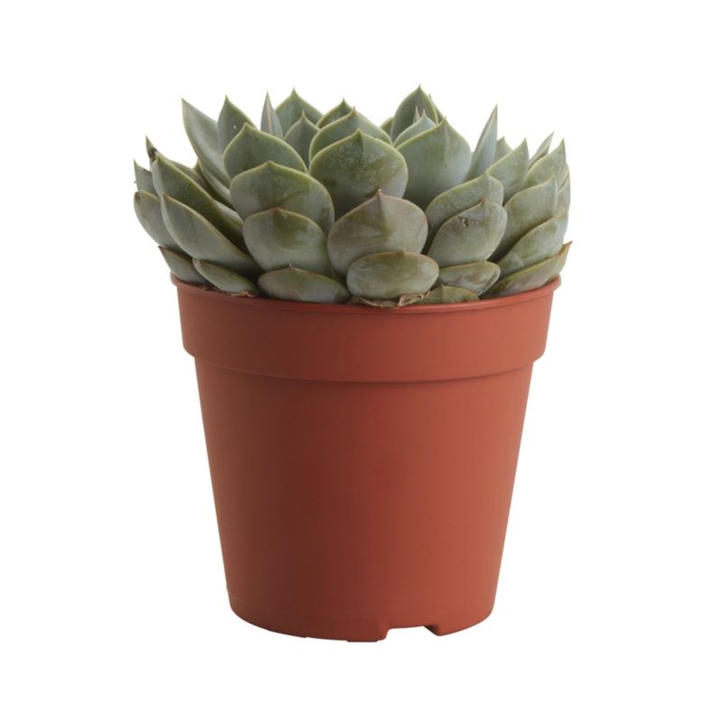 GoodHome sukulent 12 cm