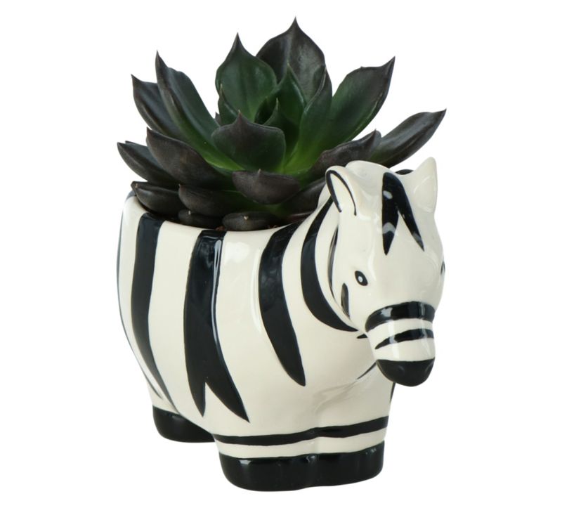GoodHome sukkulent i zebra‑mønstret potte 7 cm