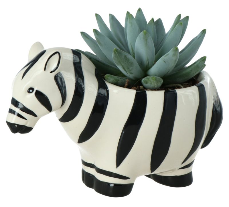 GoodHome sukkulent i zebra‑mønstret potte 7 cm