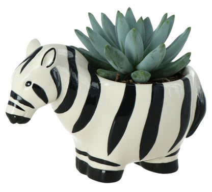 GoodHome sukkulent i zebra‑mønstret potte 7 cm