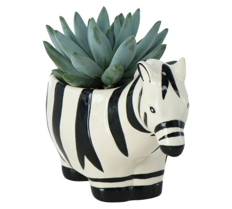 GoodHome sukkulent i zebra‑mønstret potte 7 cm
