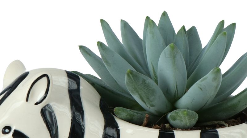 GoodHome sukkulent i zebra‑mønstret potte 7 cm