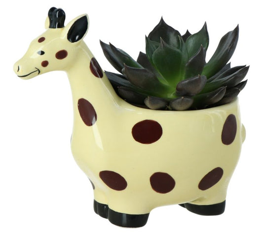 GoodHome sukkulent i potte giraff 7 cm