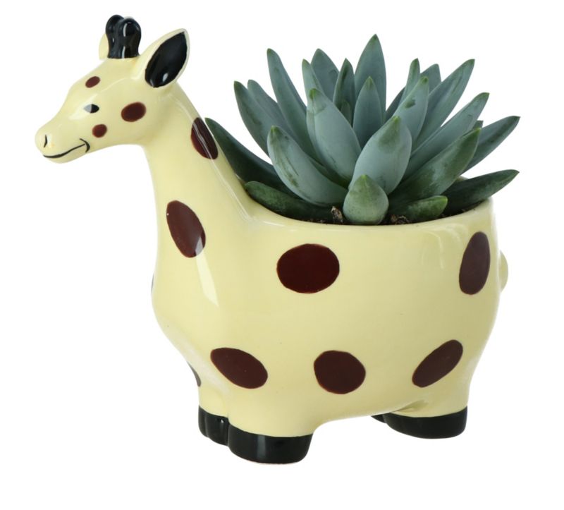 GoodHome sukkulent i potte giraff 7 cm