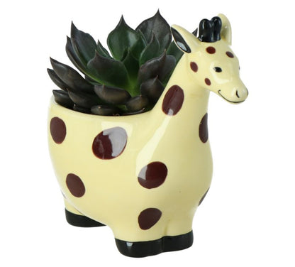 GoodHome sukkulent i potte giraff 7 cm