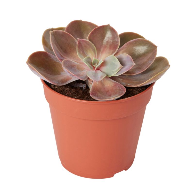 GoodHome sukkulenter 12 cm 1
