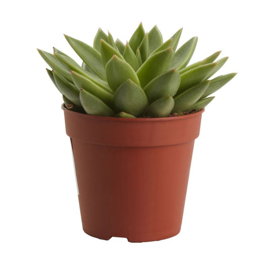 GoodHome sukkulenter 12 cm