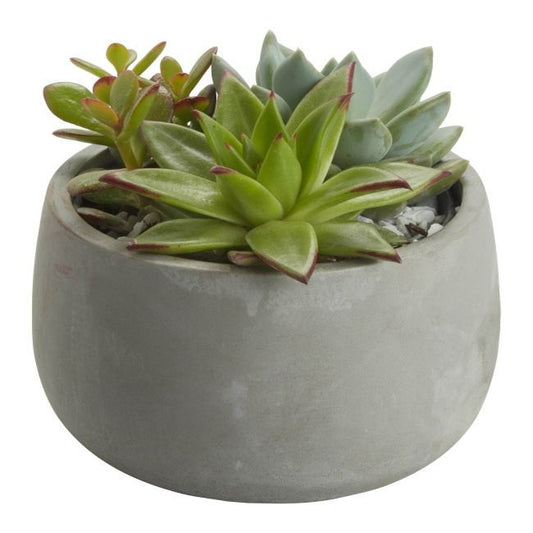GoodHome sukkulenter 14 cm
