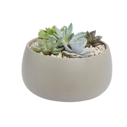 GoodHome sukkulenter 20 cm