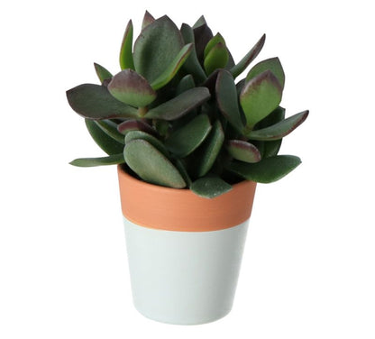 GoodHome sukkulentkomposition 5,5 cm
