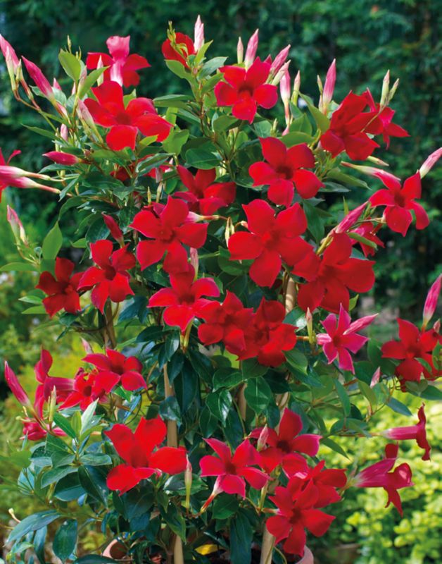 Sundaville - Dipladenia i 12 cm potte