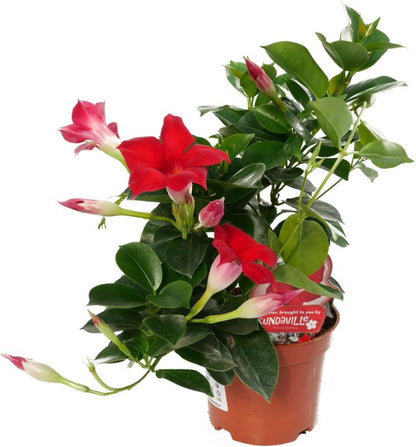 Sundaville - Dipladenia i 12 cm potte