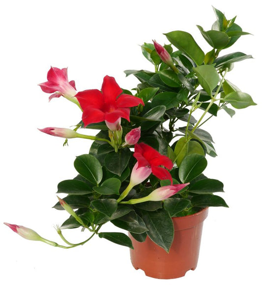 Sundaville - Dipladenia i 12 cm potte