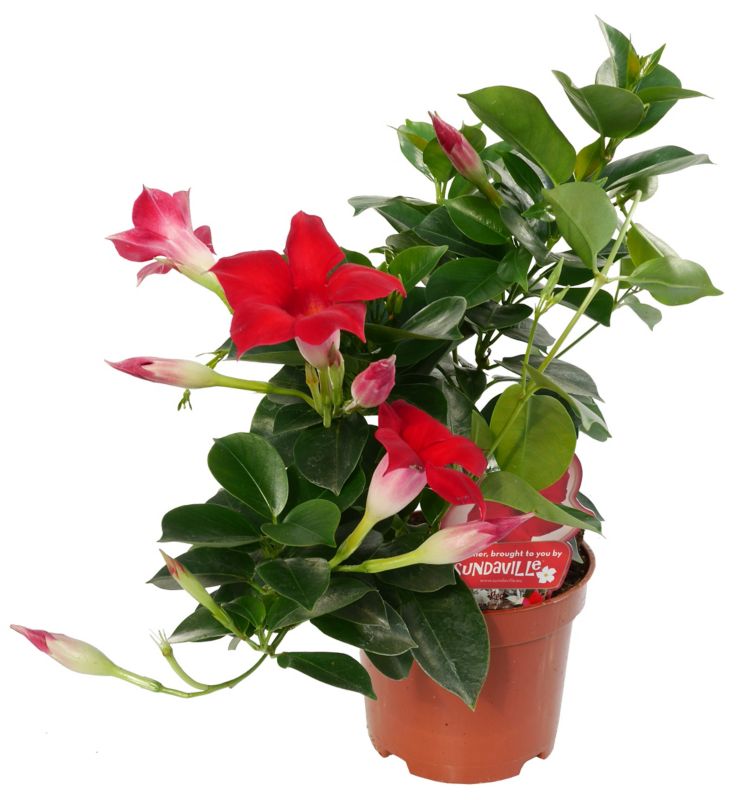 Sundaville - Dipladenia i 12 cm potte