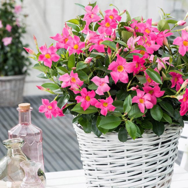 Sundaville Rio Pink 11 cm – smukket klatreplante med dekorative blomster