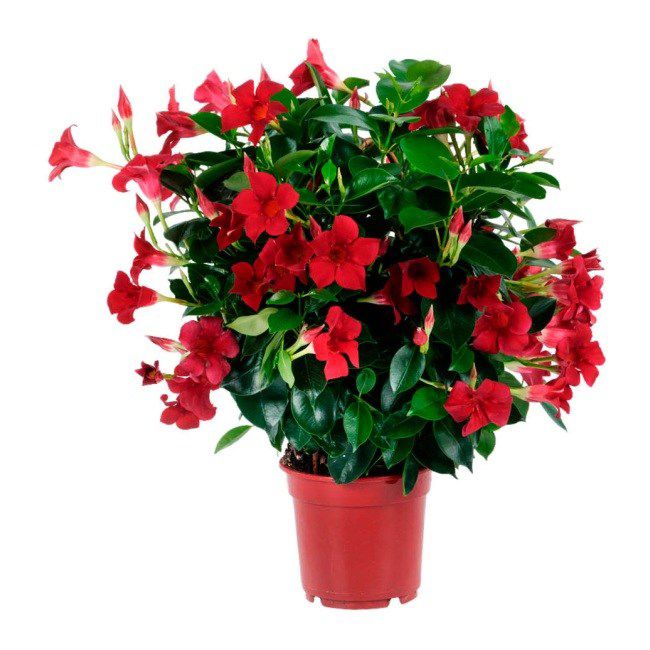 Sundaville Rio Red 11 cm - dekorativ klatreplante med frodige blomster