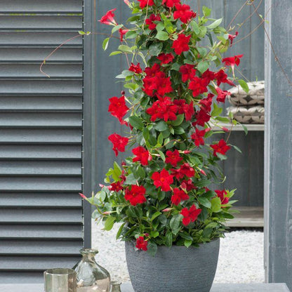 Sundaville Rio Red 11 cm - dekorativ klatreplante med frodige blomster