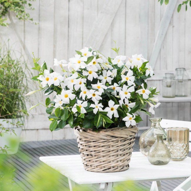 Sundaville Rio White 11 cm - smukranke med hvide trompetblomster