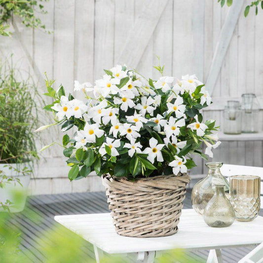 Sundaville Rio White 11 cm - smukranke med hvide trompetblomster