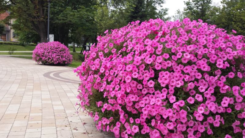 Supertunia Vista - farverig hængende petunia til balkon, terrasse og have