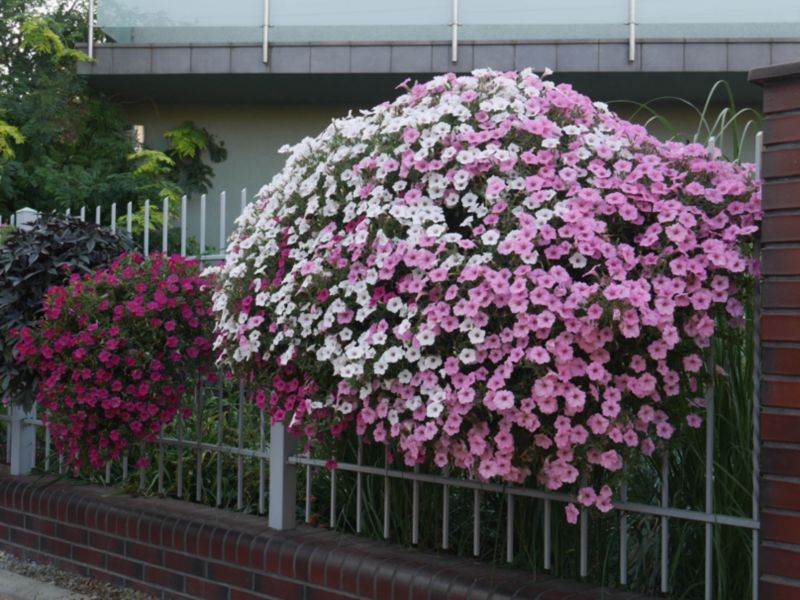 Supertunia Vista - farverig hængende petunia til balkon, terrasse og have