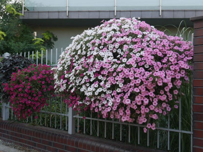 Supertunia Vista - farverig hængende petunia til balkon, terrasse og have