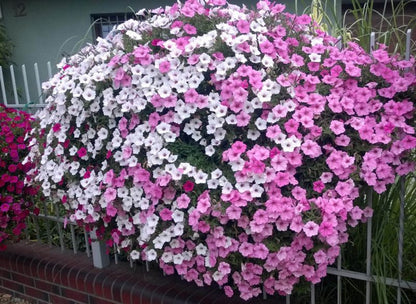 Supertunia Vista - farverig hængende petunia til balkon, terrasse og have