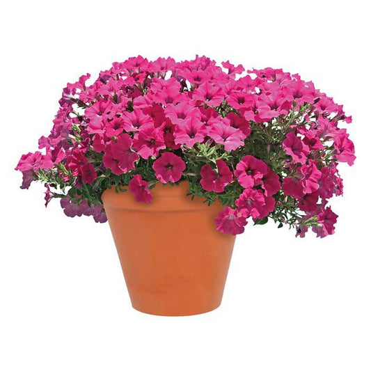 Surfinia Supertunia i 12 cm potte