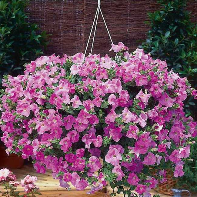 Surfinia Supertunia i 12 cm potte