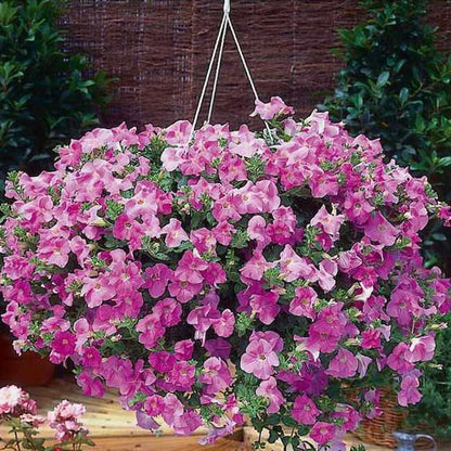 Surfinia Supertunia i 12 cm potte