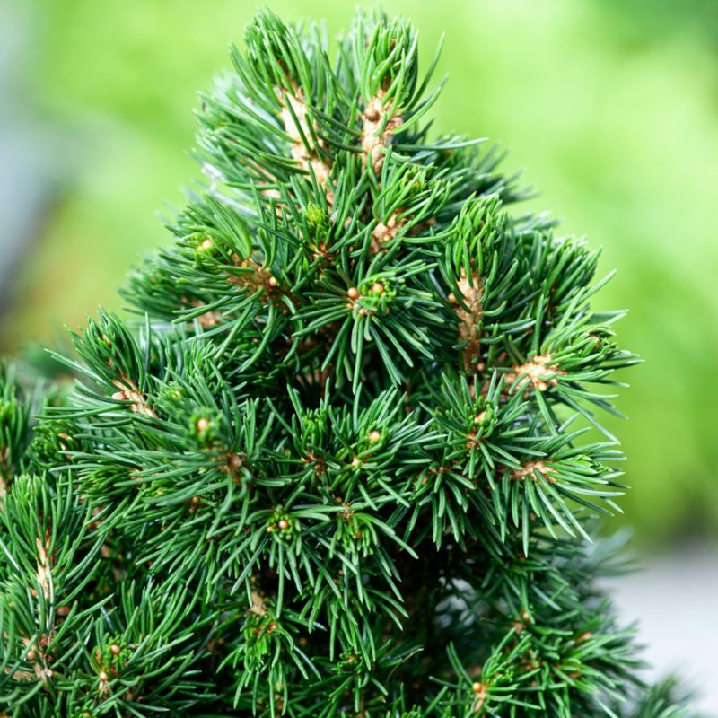 Picea Conica Perfecta Verve 2 l