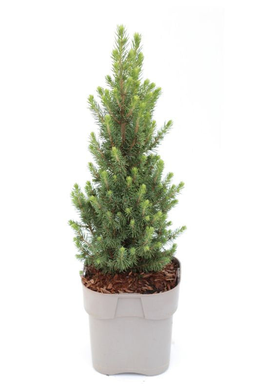 Picea Conica Perfecta Verve 2 l