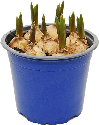 Hyacint i potte 12 cm