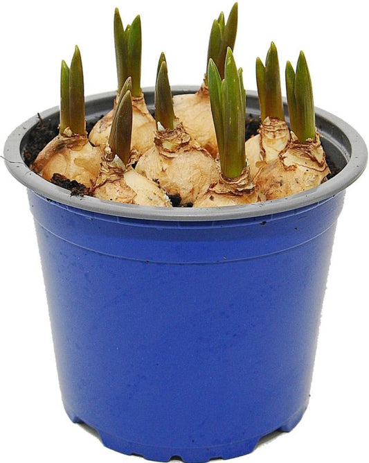 Hyacint i potte 12 cm
