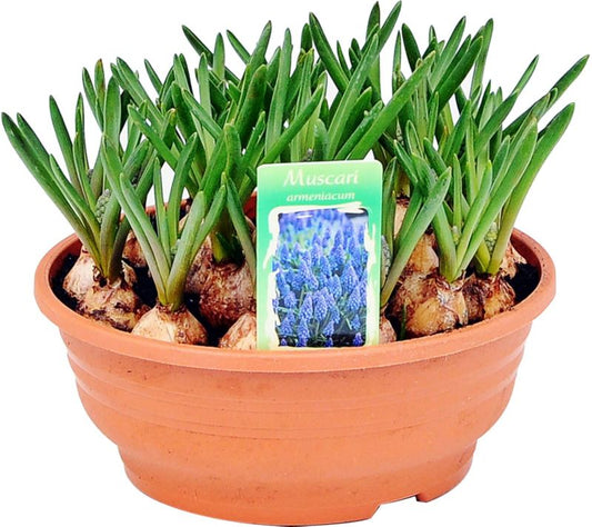 Hyacint i potte 16 cm