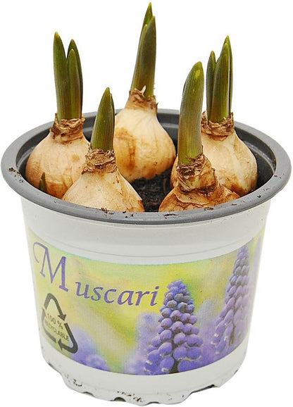 Hyacint i potte 9 cm