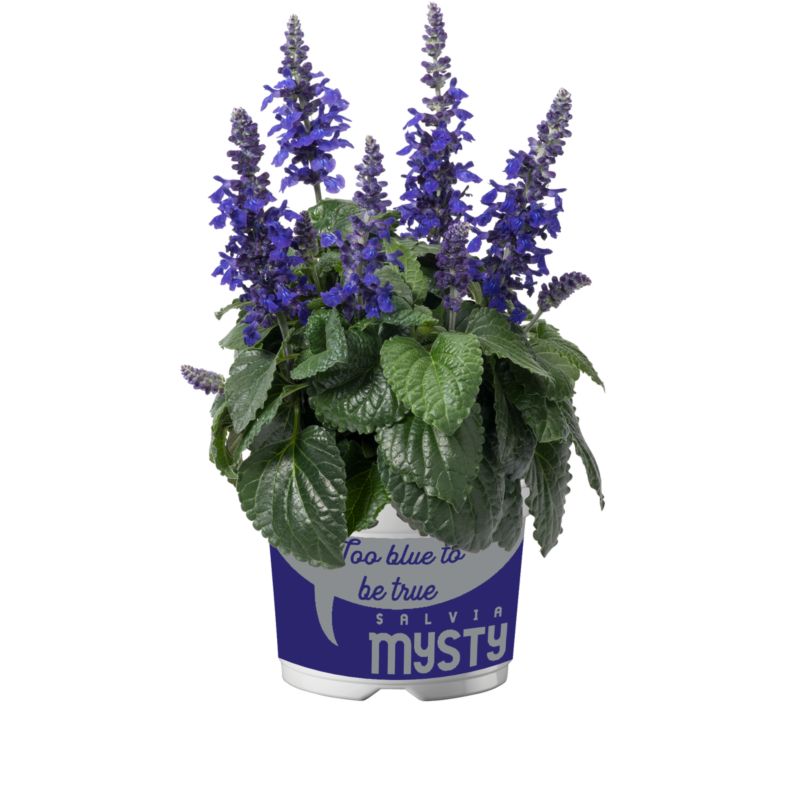 Sage Amistad 13 cm – langblomstrende og frostbestandig