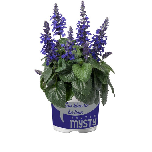 Sage Amistad 13 cm – langblomstrende og frostbestandig