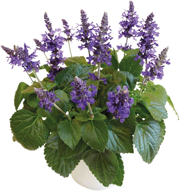 Sage Amisted Verve 19 cm – smukke lilla blomster til haven og terrassen