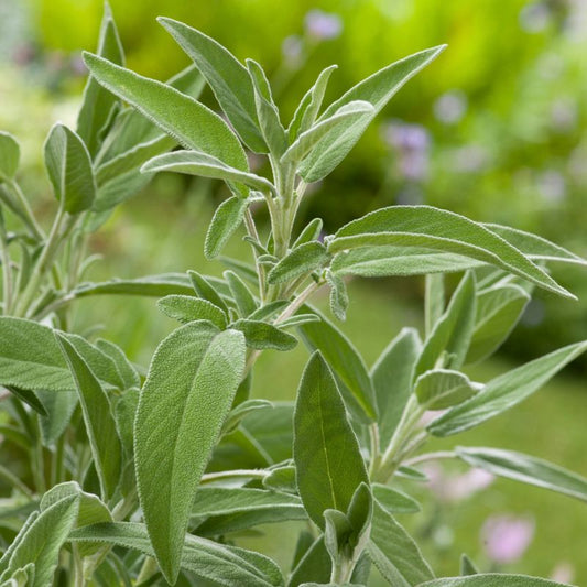 Sageplante i 13 cm potte