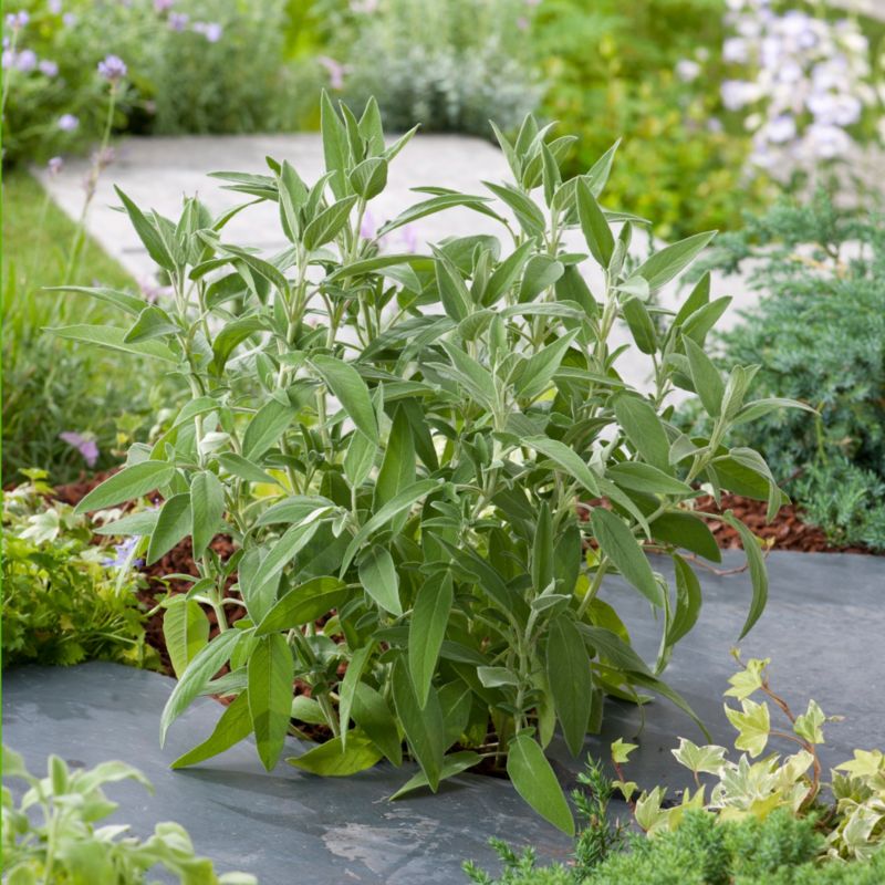 Salvieplante i potte 23 cm