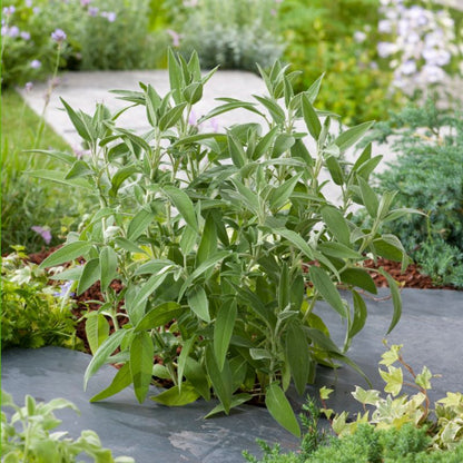 Salvieplante i potte 23 cm