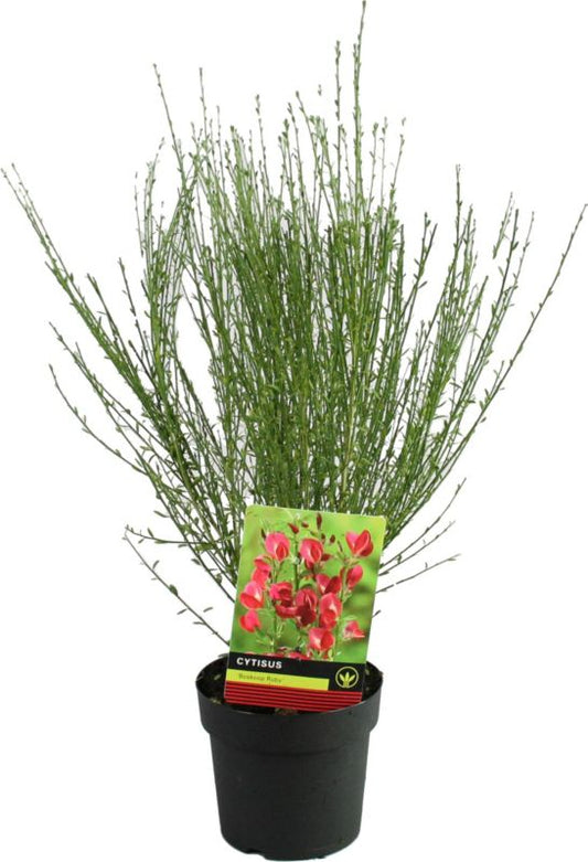 Boskoop Ruby Verve 3 l busk med rigelig blomstring